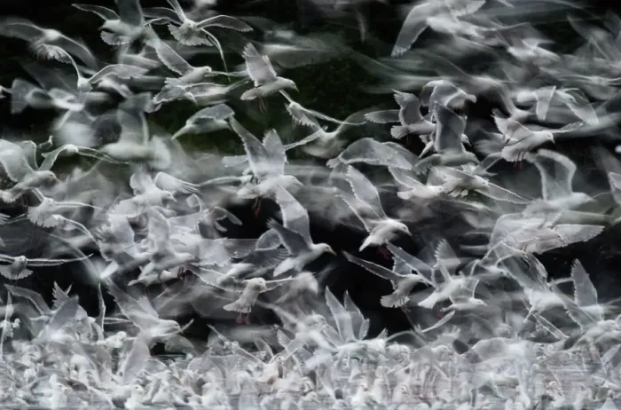 Framed Print : Glaucous-winged gulls, Larus glaucescens, diving for fish scraps in sea, near Cardova Framed Print : Glaucous-winged gulls, Larus glaucescens, diving for fish scraps in sea, near Cardova
