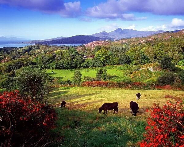 Glengarriff, Beara Peninsula, Co Cork, Ireland