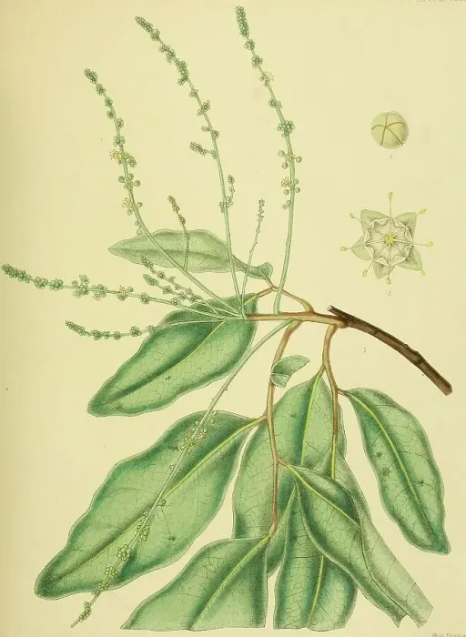 Framed Print : Gleniea zeylanica, native to Southeast Asia, Sri Lanka, digitally restored historical colour print from 1893 Framed Print : Gleniea zeylanica, native to Southeast Asia, Sri Lanka, digitally restored historical colour print from 1893