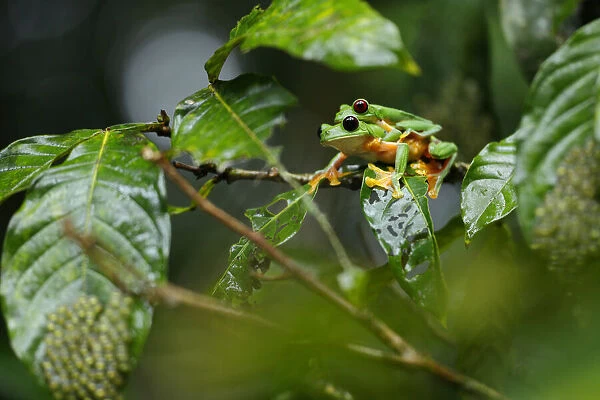 Gliding Tree Frog