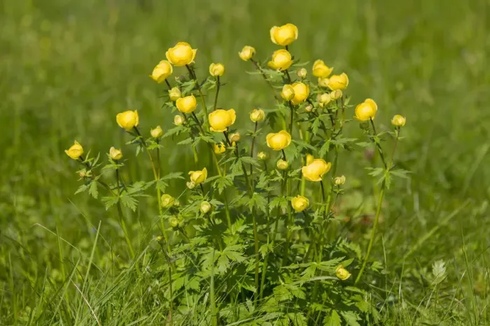 Framed Print : Globe Flower -Trollius europaeus-, flowering on a meadow, Thuringia, Germany Framed Print : Globe Flower -Trollius europaeus-, flowering on a meadow, Thuringia, Germany