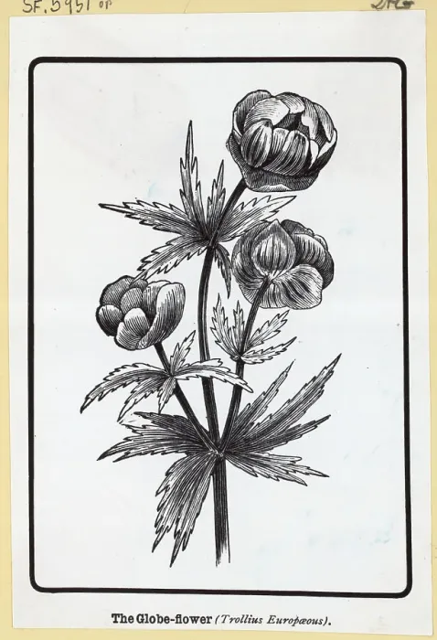 Framed Print : The Globe Flower From Woodcut Framed Print : The Globe Flower From Woodcut