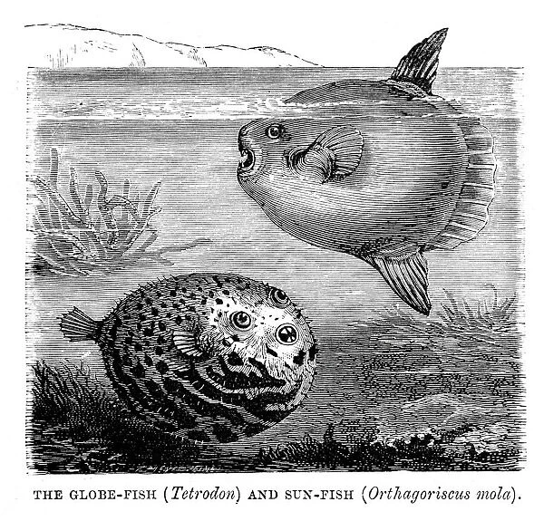 Globefish and Sunfish