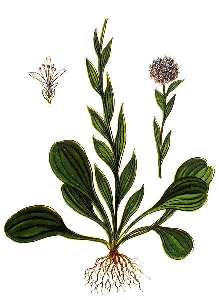Globularia vulgaris (Globulaire commune)