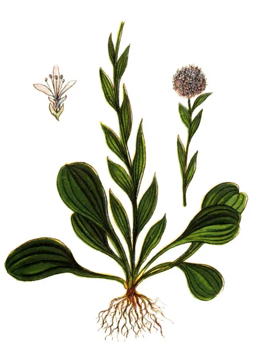 Framed Print : Globularia vulgaris (Globulaire commune) Framed Print : Globularia vulgaris (Globulaire commune)
