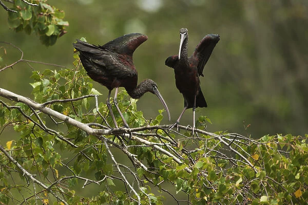 Glossy ibis balancing on branch