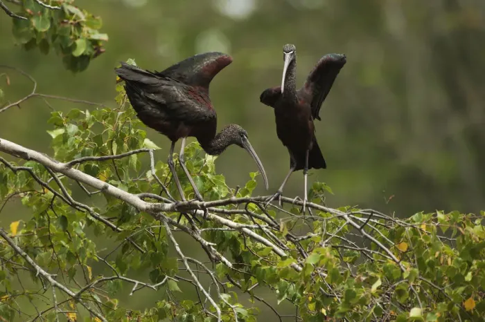 Framed Print : Glossy ibis balancing on branch