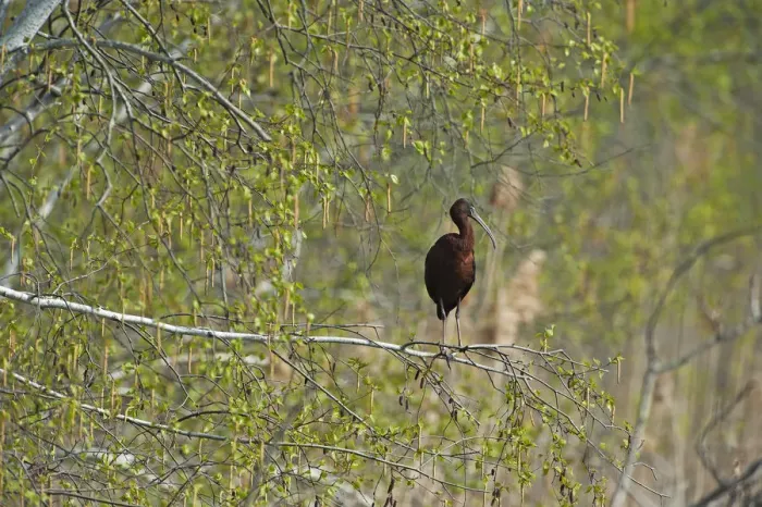 Framed Print : Glossy ibis in birch woods Framed Print : Glossy ibis in birch woods