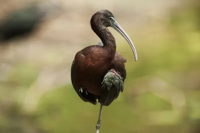 Framed Print : Glossy ibis up close Framed Print : Glossy ibis up close