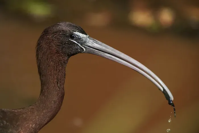 Framed Print : Glossy ibis close-up Framed Print : Glossy ibis close-up