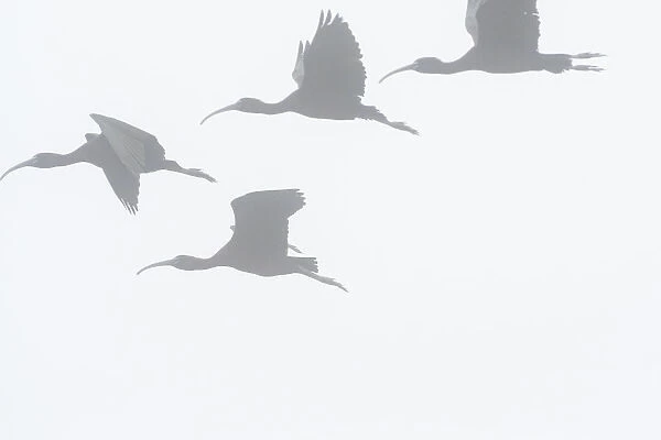 Glossy ibis flight silhouette on a foggy morning