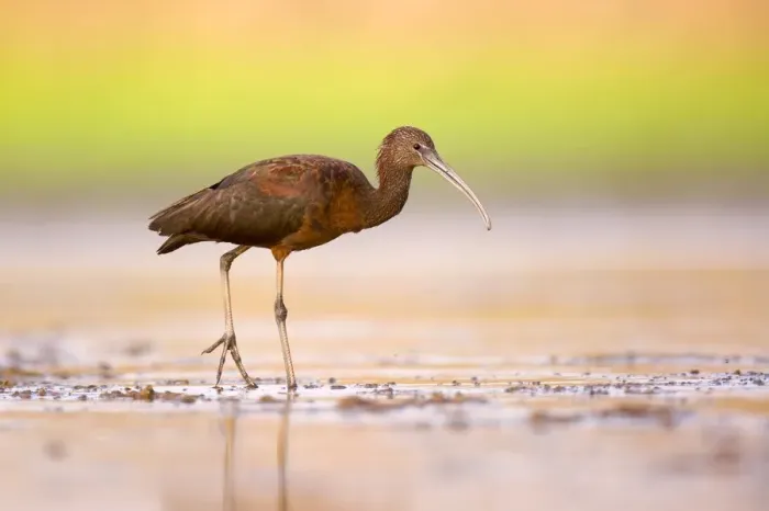 Framed Print : Glossy Ibis (Plegadis falcinellus) Framed Print : Glossy Ibis (Plegadis falcinellus)