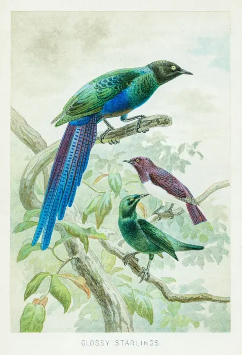Framed Print : Glossy starling chromolithograph 1896 Framed Print : Glossy starling chromolithograph 1896