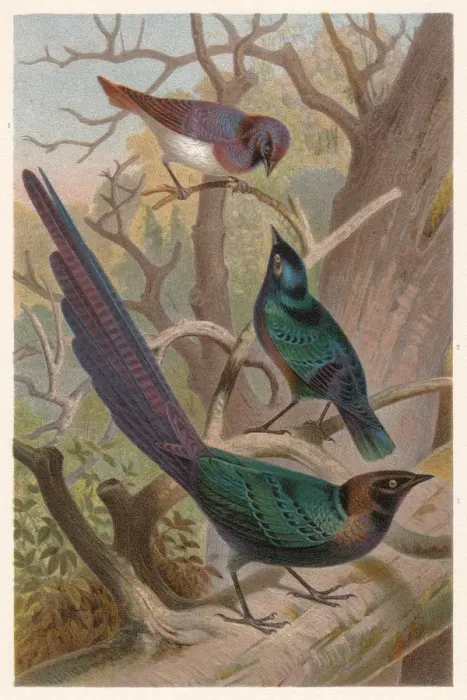 Framed Print : Glossy-starlings (Lamprotornis), lithograph, published in 1882 Framed Print : Glossy-starlings (Lamprotornis), lithograph, published in 1882