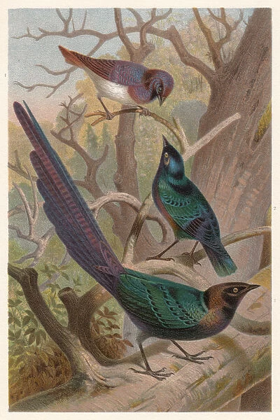 Glossy-starlings (Lamprotornis), lithograph, published in 1882