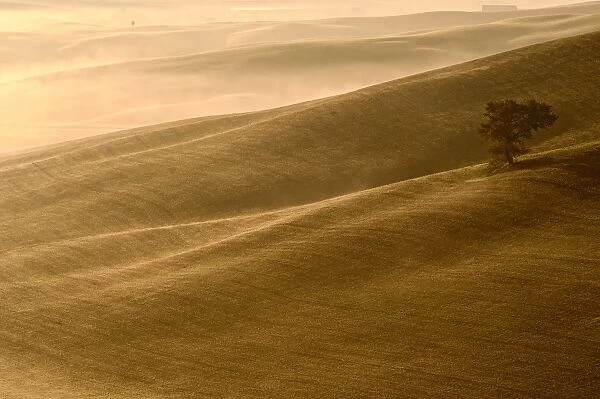 Glowing Autumn light on Val D Orcia hills with tree