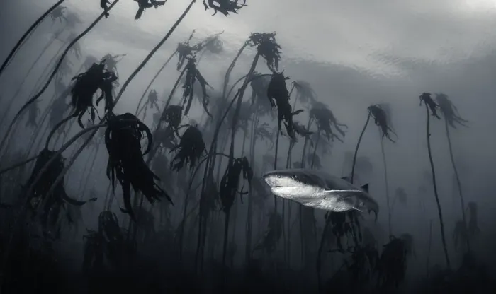 Framed Print : Glowing Underside