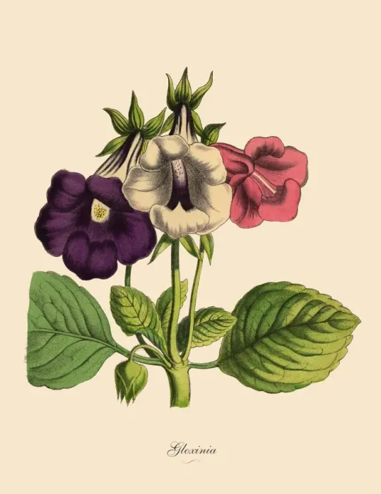 Framed Print : Gloxinia Plant, Victorian Botanical Illustration Framed Print : Gloxinia Plant, Victorian Botanical Illustration