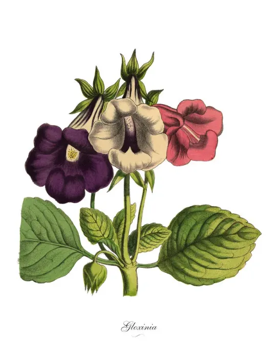 Framed Print : Gloxinia Plant, Victorian Botanical Illustration Framed Print : Gloxinia Plant, Victorian Botanical Illustration