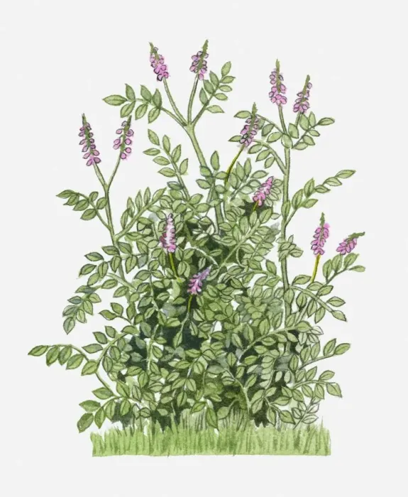 Framed Print : Glycyrrhiza glabra (Liquorice) with purple flowers amd green leaves on tall stems Framed Print : Glycyrrhiza glabra (Liquorice) with purple flowers amd green leaves on tall stems
