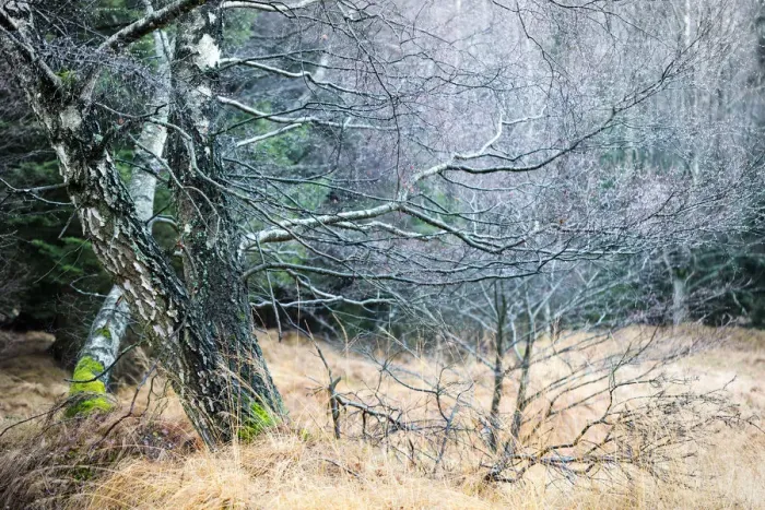Framed Print : Gnarled old birch trees (Betula) Framed Print : Gnarled old birch trees (Betula)