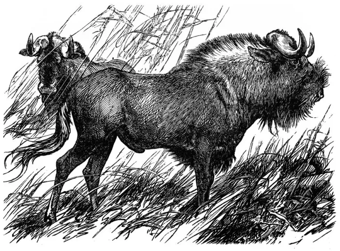 Framed Print : Gnu (catoblepas gnu) Framed Print : Gnu (catoblepas gnu)