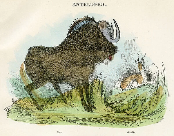 Gnu and gazelle antelopes engraving 1893