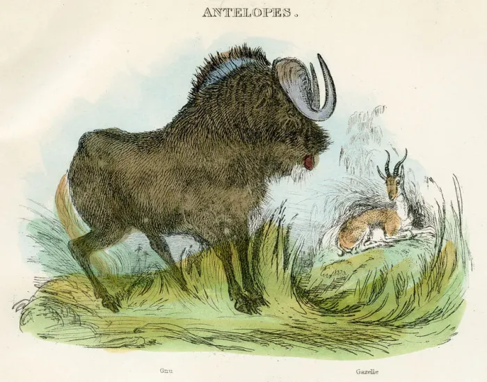 Framed Print : Gnu and gazelle antelopes engraving 1893 Framed Print : Gnu and gazelle antelopes engraving 1893