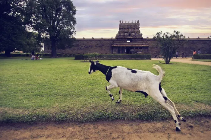Framed Print : Goat at Darasuram Airavateswarar Temple Framed Print : Goat at Darasuram Airavateswarar Temple