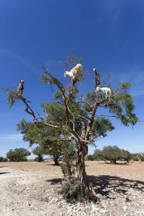 Framed Print : Goat feeding in argan tree. Marocco Framed Print : Goat feeding in argan tree. Marocco