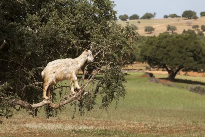 Framed Print : Goat feeding in argan tree. Marocco Framed Print : Goat feeding in argan tree. Marocco