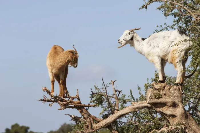 Framed Print : Goat feeding in argan tree. Marocco Framed Print : Goat feeding in argan tree. Marocco
