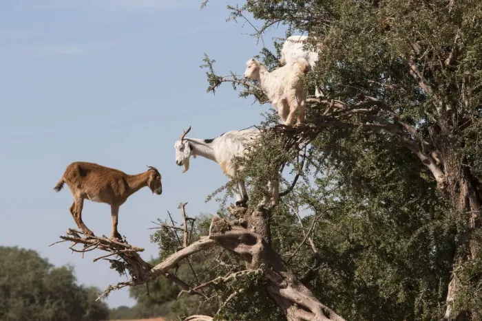 Framed Print : Goat feeding in argan tree. Marocco Framed Print : Goat feeding in argan tree. Marocco