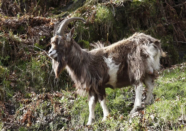 Goat, Glendalough, Wicklow Mountains, County Wicklow, Republic of Ireland, British Isles, Europe