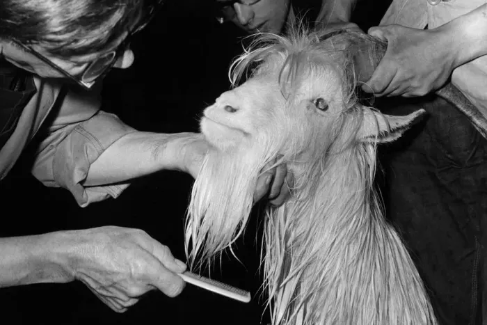 Framed Print : Goat Grooming Framed Print : Goat Grooming