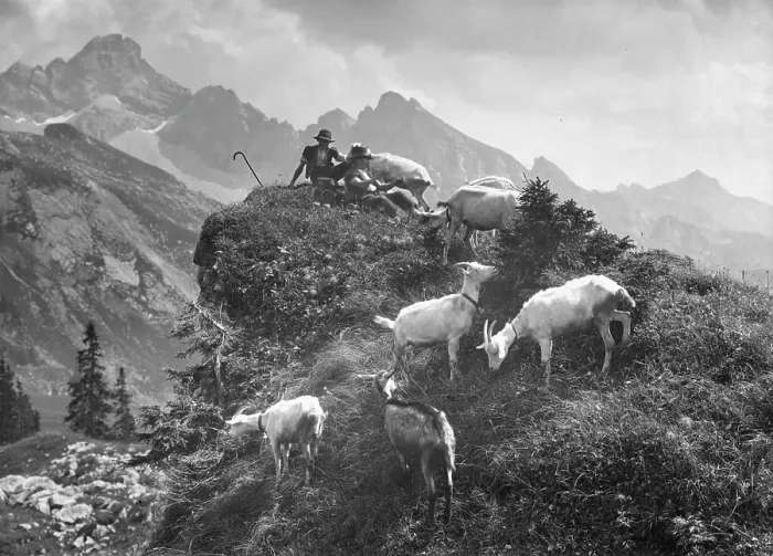 Framed Print : GOAT HEARDER IN SWITZERLAND Framed Print : GOAT HEARDER IN SWITZERLAND