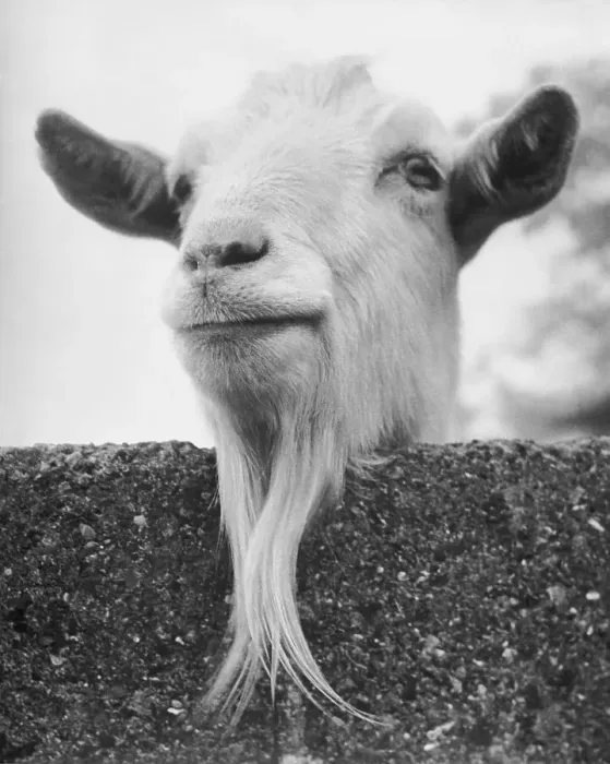 Framed Print : Goat Looking over Fence Framed Print : Goat Looking over Fence