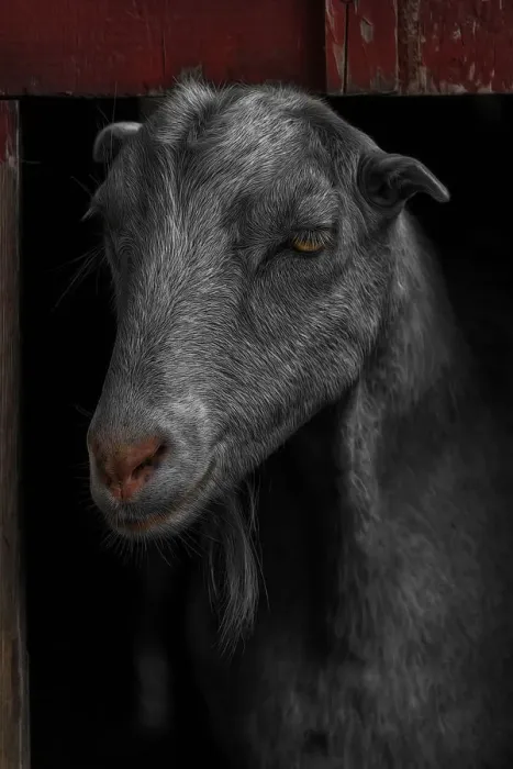 Framed Print : Goat in Red Barn Portrait Framed Print : Goat in Red Barn Portrait