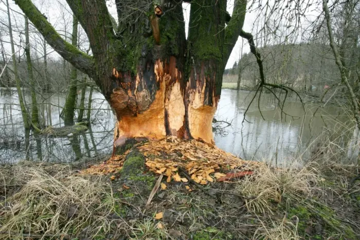Framed Print : Goat Willow -Salix caprea- gnawed by beavers in a pond, Allgaeu, Bavaria, Germany, Europe Framed Print : Goat Willow -Salix caprea- gnawed by beavers in a pond, Allgaeu, Bavaria, Germany, Europe