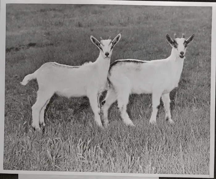 Framed Print : Two Goats. (Original Caption). Get these goats Framed Print : Two Goats. (Original Caption). Get these goats