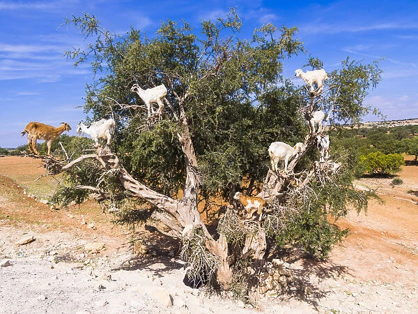 Goats -Capra- feeding on Argan fruits or Argan nuts on an Argan tree -Argania spinosa-, Chouaker, Essaouira Province, Marrakech-Tensift-Al Haouz, Morocco
