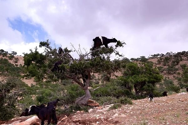 Goats climbing an Argan tree, Morocco
