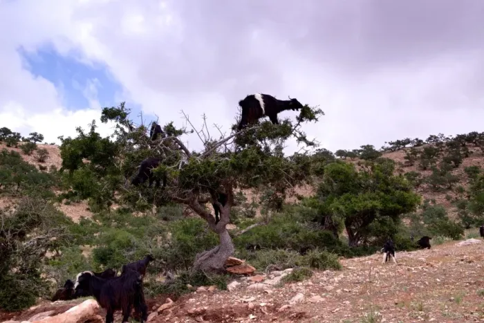 Framed Print : Goats climbing an Argan tree, Morocco Framed Print : Goats climbing an Argan tree, Morocco