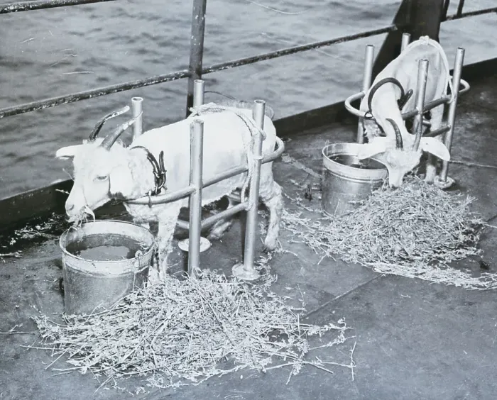 Framed Print : Goats Eating Hay Aboard Ship Framed Print : Goats Eating Hay Aboard Ship