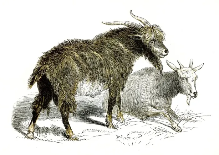 Framed Print : Goats engraving 1851 Framed Print : Goats engraving 1851