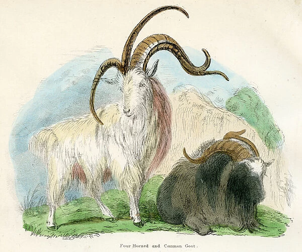 Goats engraving 1893