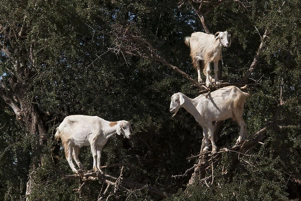 Goats feeding in argan tree. Marocco