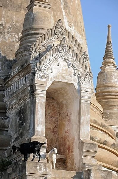 Goats Grazing in the Ruins of Ayutthaya, Thailand
