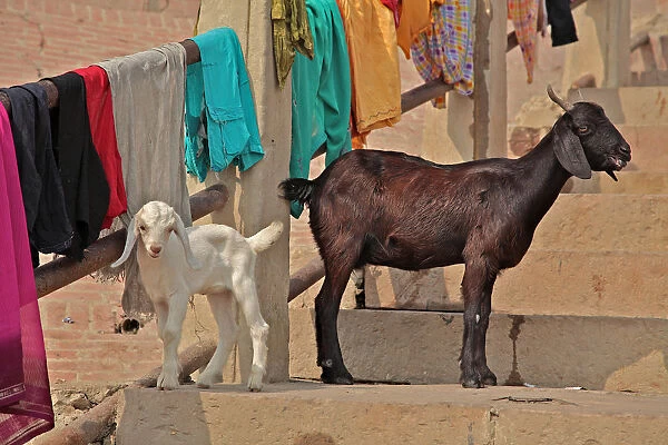 Goats at leisure in ghats of Varanasi