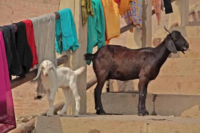 Framed Print : Goats at leisure in ghats of Varanasi Framed Print : Goats at leisure in ghats of Varanasi